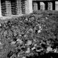Ексхумација тела жртава у Црвенки 1957. године
